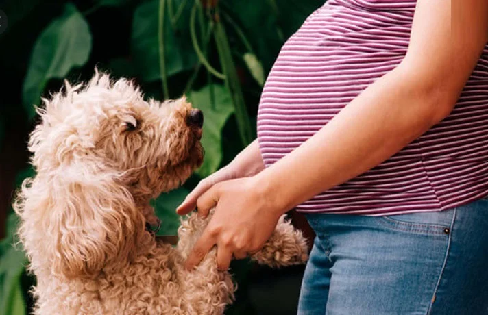 سگ در کنار یک خانم باردار ایستاده است.