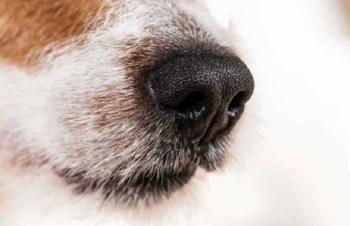 بینی یک سگ