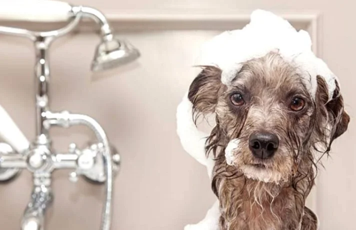 سگ در حمام با موهای پر از کف