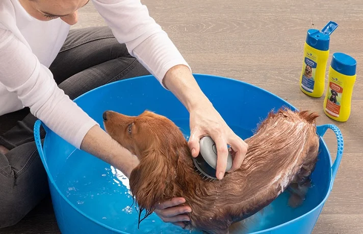 سگ قهوه ای در تشت آبی که 2 شامپو در کنار آن قرار دارد و صاجب سگ در حال شستن سگ است.