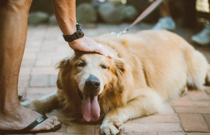 مردی در حال نوازش دادن سگ که روی زمین خوابیده