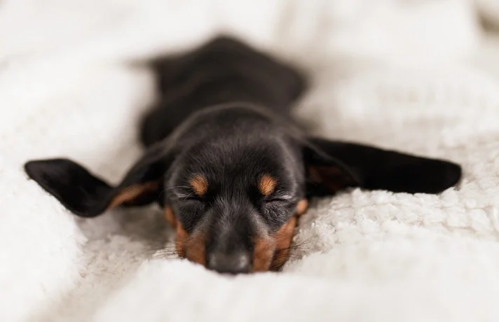 سگ خوابیده روی پتو