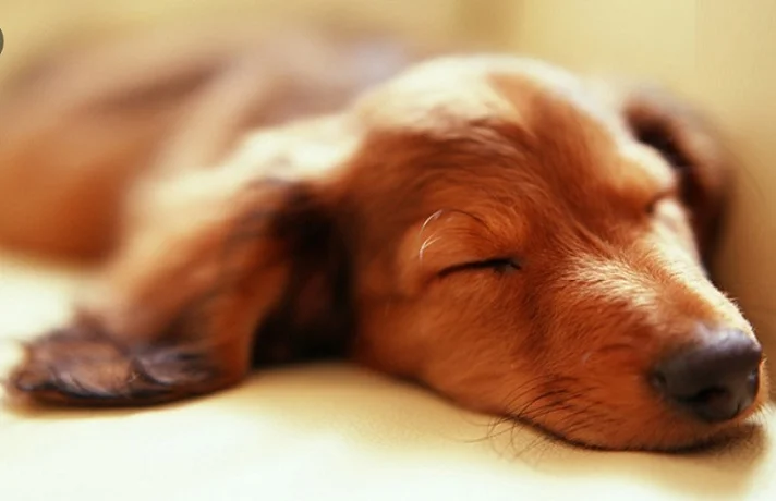 سگ قهوه ای رنگ در خواب ناز