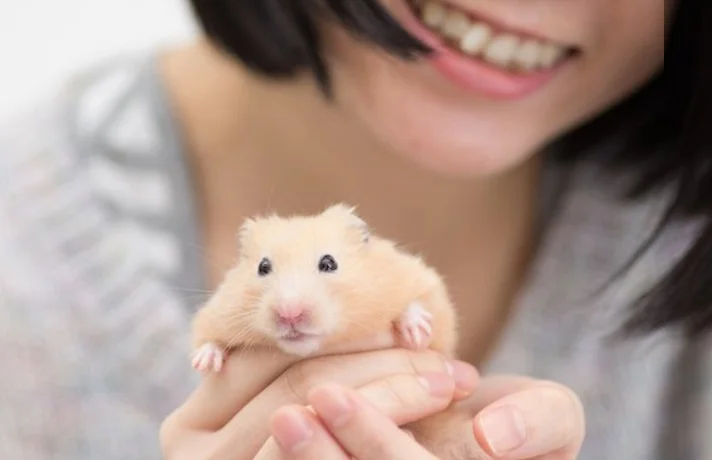 همستر حمام شده در دست صاحبش