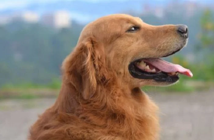 سگ قهوه ای با دهان باز