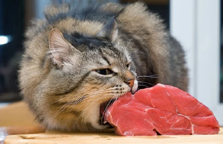 گربه دیابتی در حال خوردن گوشت