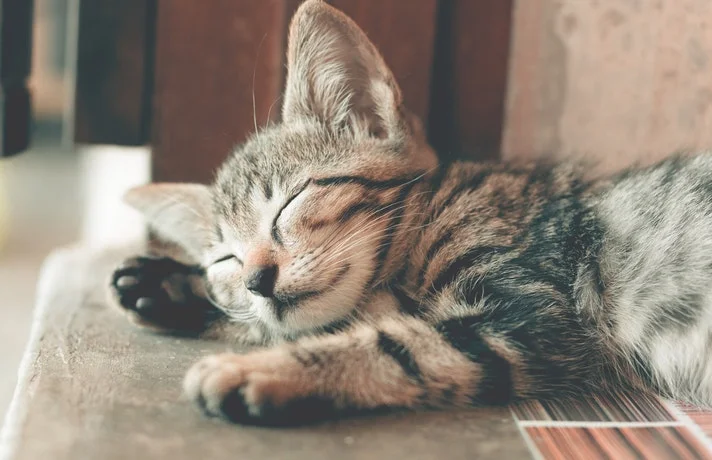 بچه گربه خوابیده روی زمین با چشم های بسته