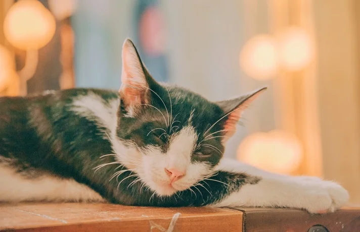 گربه خوابیده روی دیوار