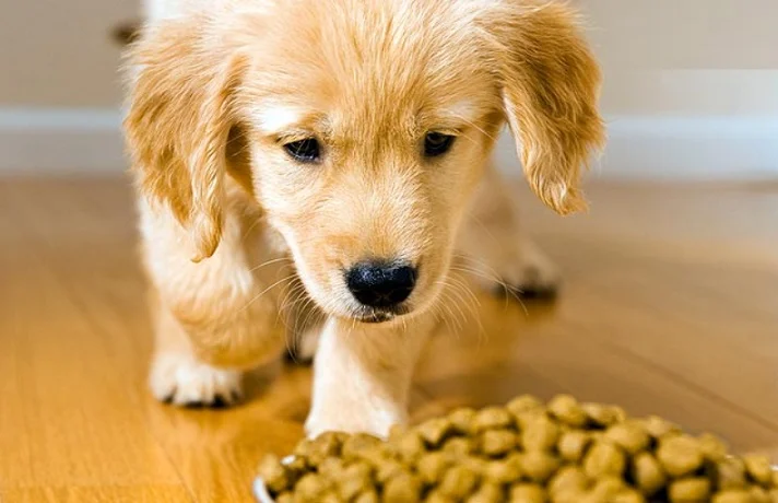 سگ در حال خوردن غذای مرطوب و خشک