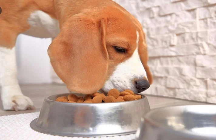 سگ در حال خوردن غذای مرطوب