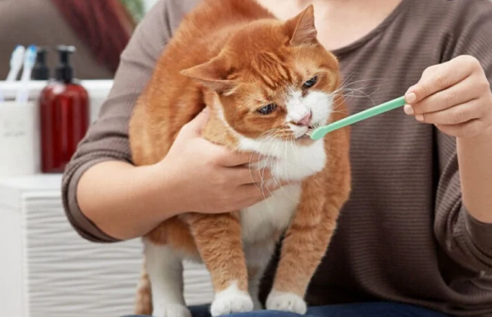 یک گربه که صاحبش برای جلوگیری از مشکلات لثه، مسواک می زند.
