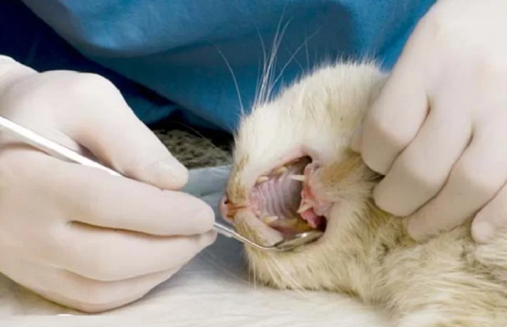 دامپزشک در حال بررسی مشکلات لثه در گربه