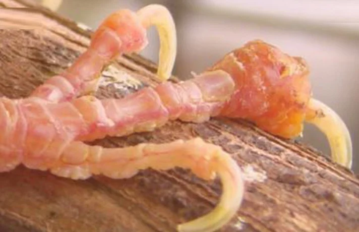 پای پرنده که زخم شده است