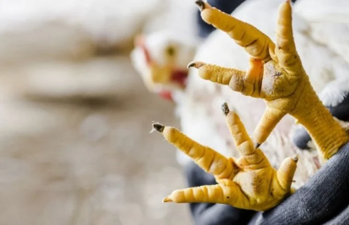 پرنده با پای زخمی