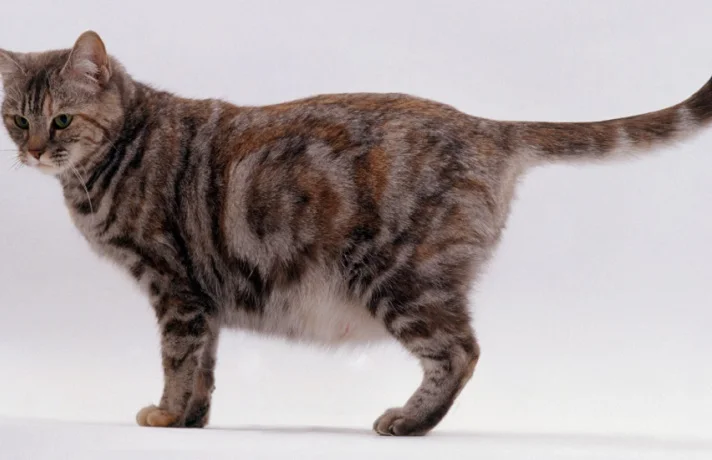 گربه باردار سه رنگ کرم و قهوه ای و مشکی 