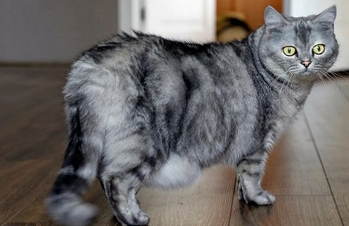 گربه طوسی باردار