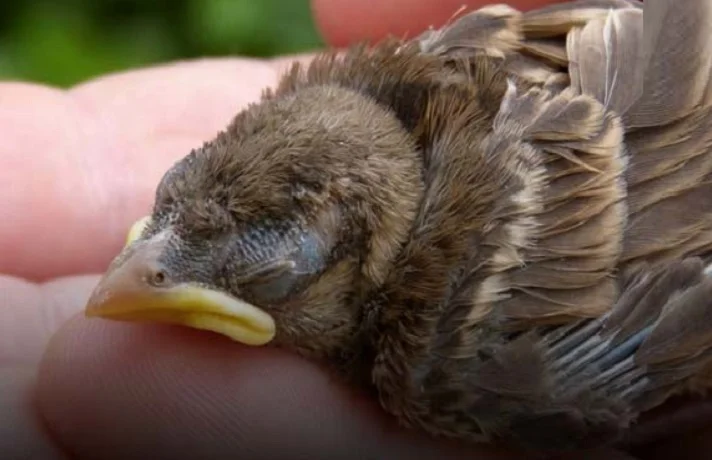 پرنده با پای شکسته در دست یک انسان