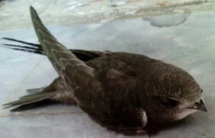 پرنده با پای شکسته روی برف افتاده است