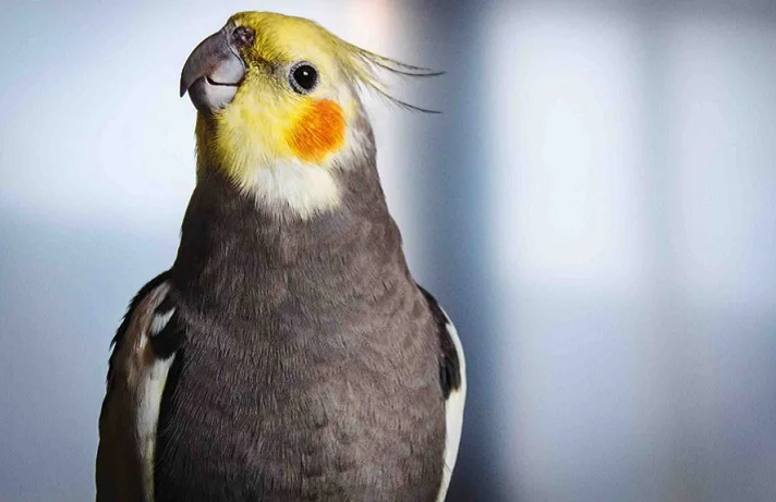 عروس هلندی طوسی در حال نگاه به سمت چپ