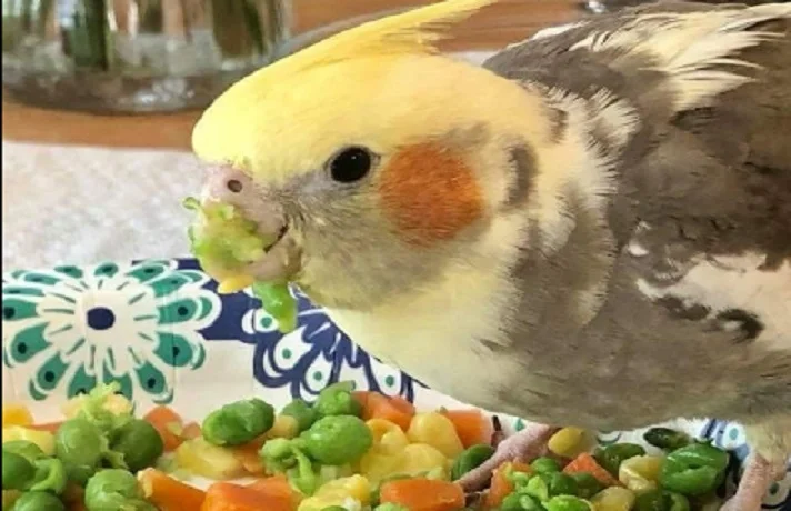 عروس هلندی در حال خوردن میوه و سبزیجات تازه