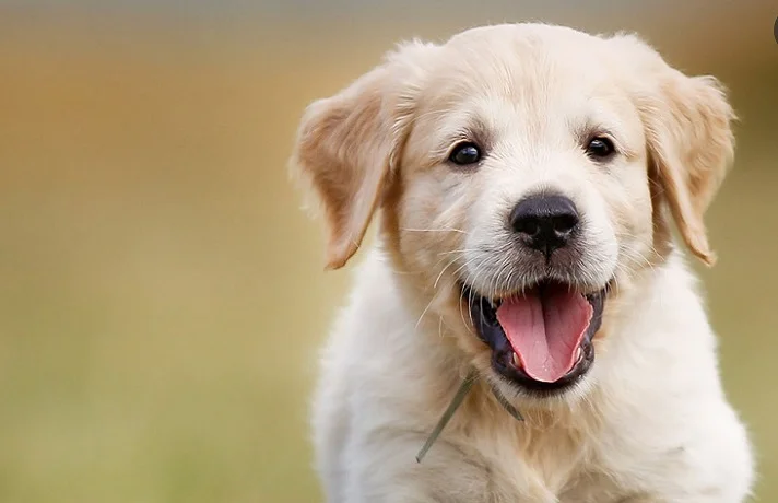 سگ کرم و سفید در حال بازیگوشی و حرکت