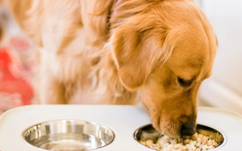 چگونه میتوان در منزل غذای خشک درست کرد؟