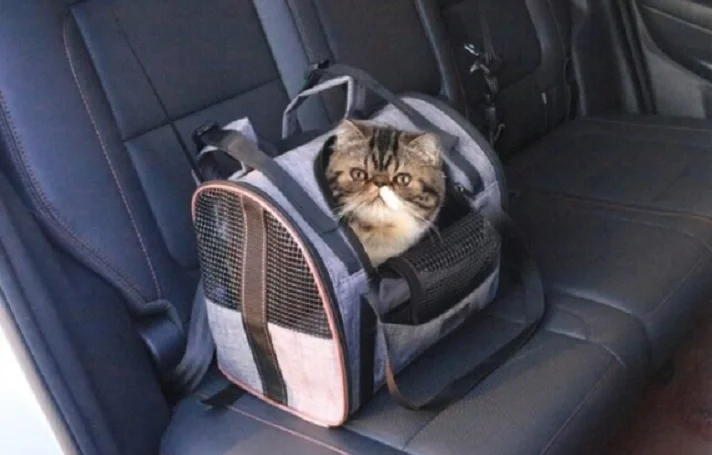 گربه کرم رنگ در کیف حامل طوسی روشن در ماشین