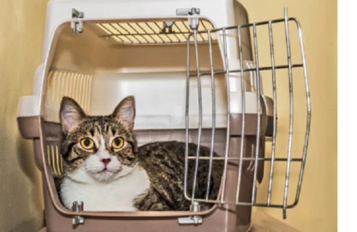 گربه راه راه در باکس سفید و قهوه ای با در باز