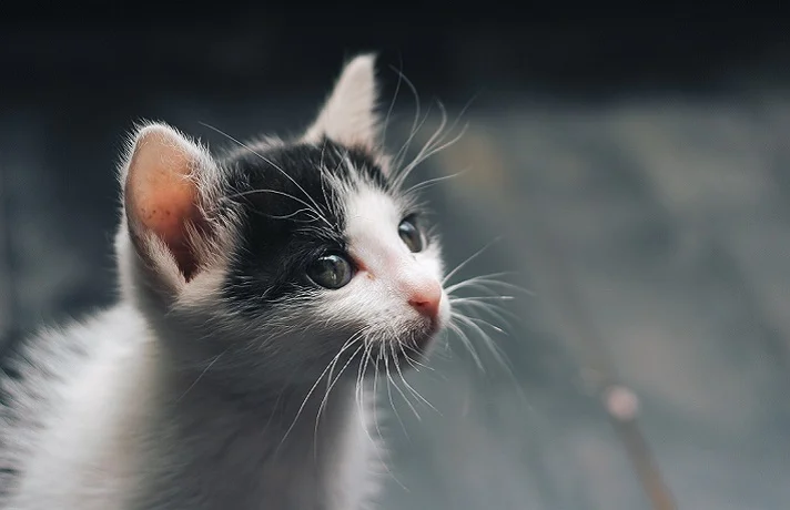 گربه سفید و مشکی با گوشهای صورتی خیره شده به یک نقطه