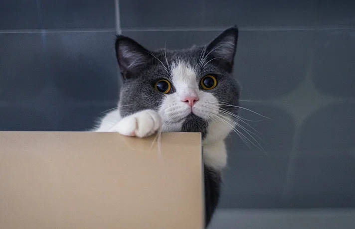 گربه طوسی و سفید، در حال گوش دادن به یک چیز