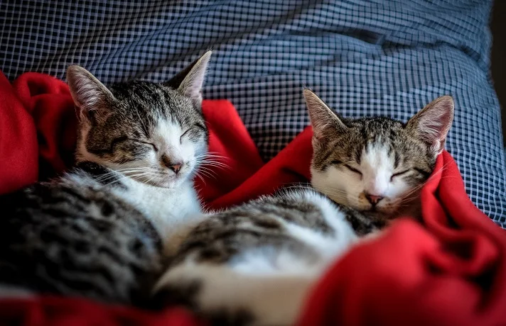 دو گربه سفید و سیاه در حال استراحت روی یک ملافه قرمز رنگ
