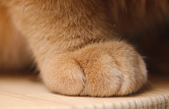 پنجه یک گربه نارنجی رنگ روی یک میز