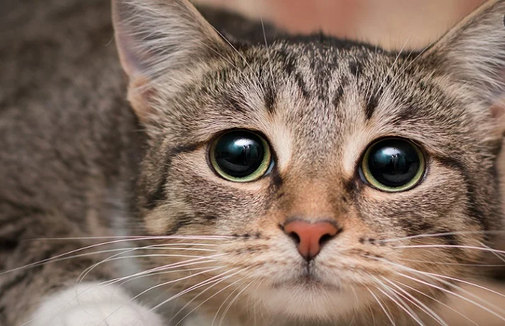 گربه کرم و قهوه ای با مردمک های چشم گشاد و حالت ترسان