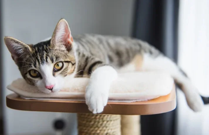 گربه کرم و قهوه ای با دستهای سفید خوابیده روی میز و یک دست خود را جلو آورده