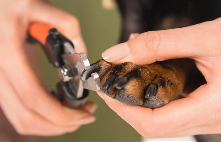 پنجه یک سگ برای گرفته شدن ناخن ها در دست صاحبش است.