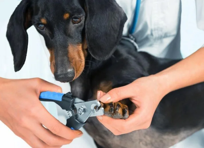 سگ سیاه کنار یک پیرایشگر در حال ناخن گرفتن