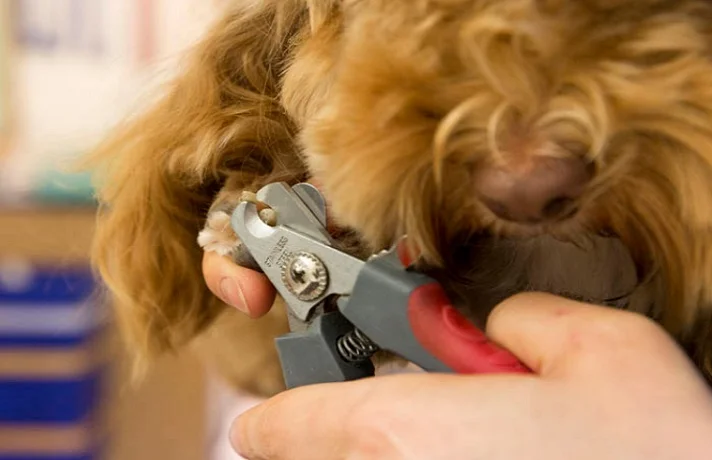 سگ پشمالوی قهوه ای که صاجبش دارد ناخنش را می گیرد.