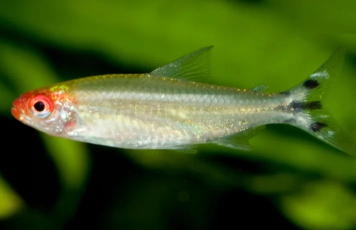 ماهی به رنگ سفید با سر قرمز و دم راه راه سفید و مشکی