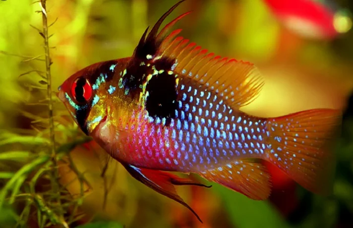 ماهی چند رنگ با چشم قرمز . باله سیاه در حال شنا کردن در آکواریوم خود