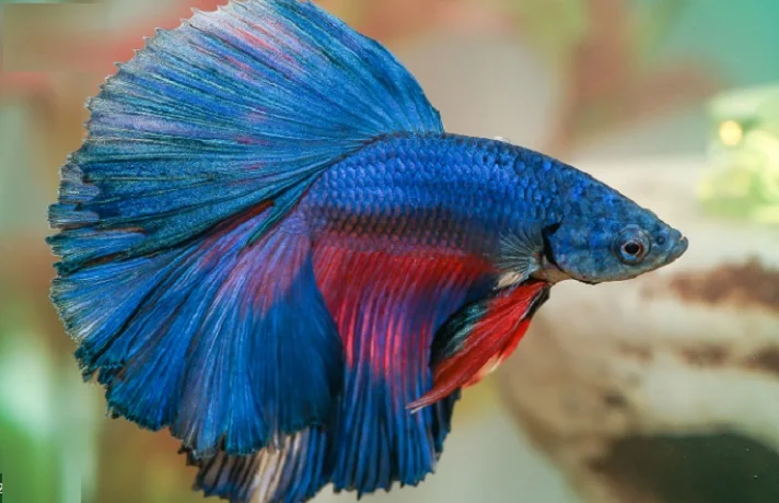 ماهی آبی و قرمز با دم بادبزنی شکل