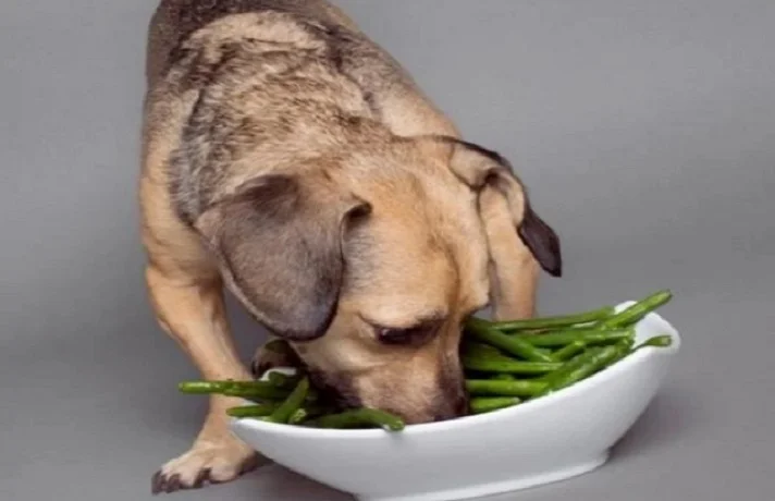 سگ مشکی و قهوا ای در حال خوردن لوبیا سبز از یک کاسه سفید رنگ
