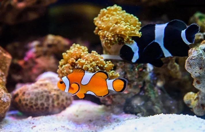 ماهی نارنچی سفید و ماهی مشکی سفید در حال شنا کردن بین مرجان های داخل آکواریوم