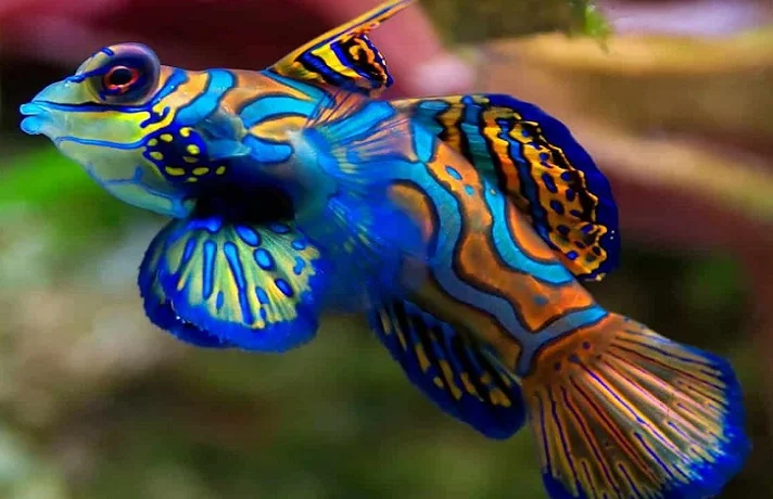 ماهی آبی و قهوه ای در حال شنا کردن در ین آکواریوم