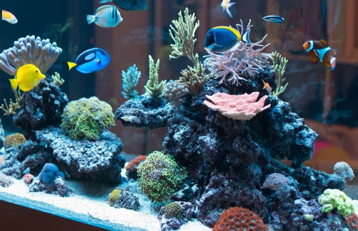 یک آکواریوم با ماهی های رنگارنگ و محل هایی برای مخفی شدن ماهی ها