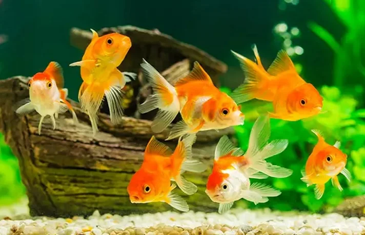 چند ماهی قرمز زیبا در حال شنا کردن در آکواریوم