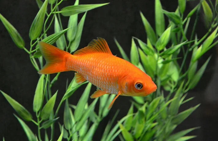 ماهی قرمز در حال استراحت لابلای گیاهان داخل آکواریوم