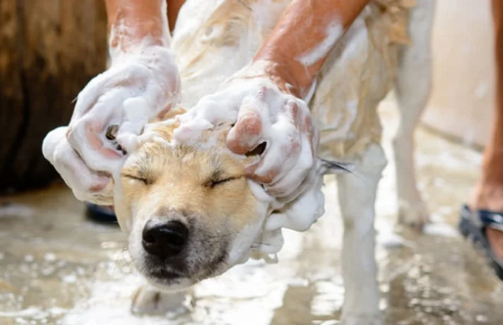 سگ سفید و کرم رنگ، کف زده شده و در حال شسته شدن است.