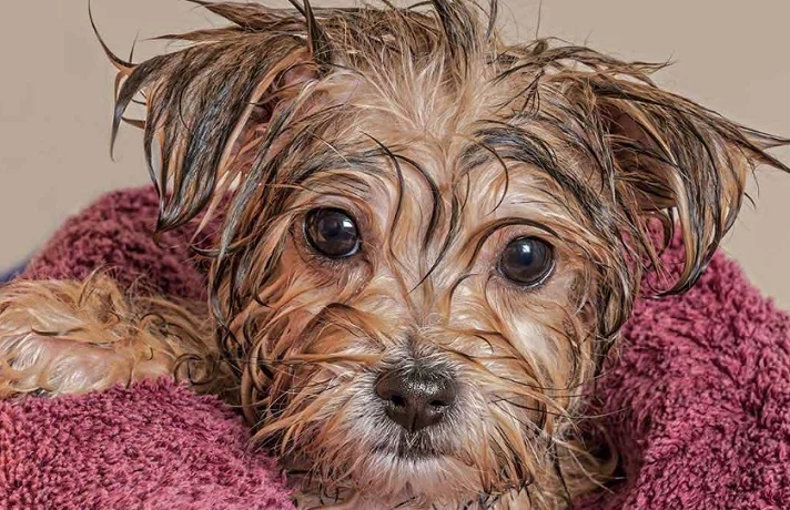 سگ پشمالوی قهوه ای، پیچیده شده در حوله صورتی