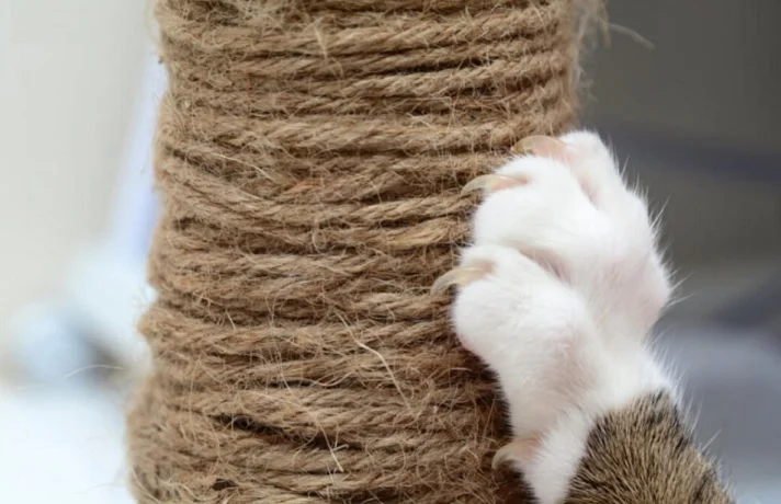 پنجه سفید گربه روی یک اسکرچر کنفی 