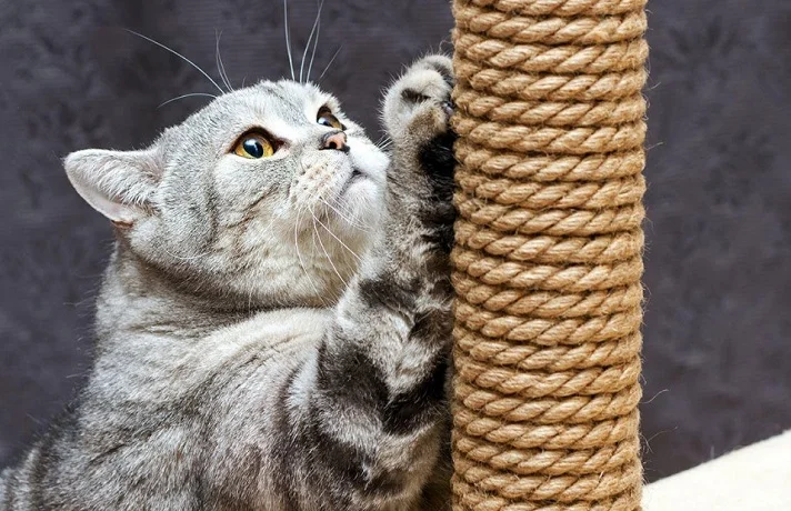 گربه طوسی و مشکی در حال ناخن کشیدن به اسکرچر